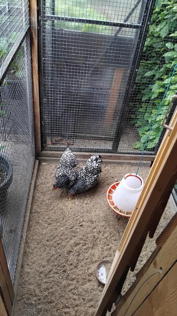 Wyandotte hennen en haan, Dieren en Toebehoren, Meerdere dieren, Kip