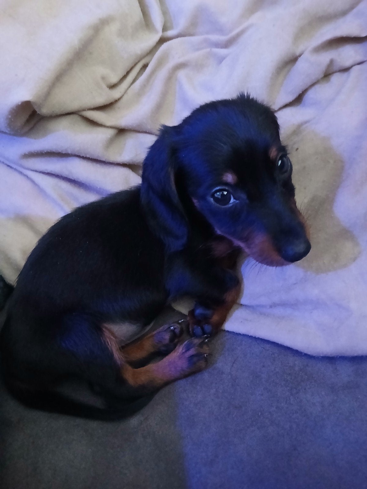 🐾 Lief Black & Tan Kaninchen Teckel reutje, Kaninchen, Reu, 8 tot 15 weken, Korthaar