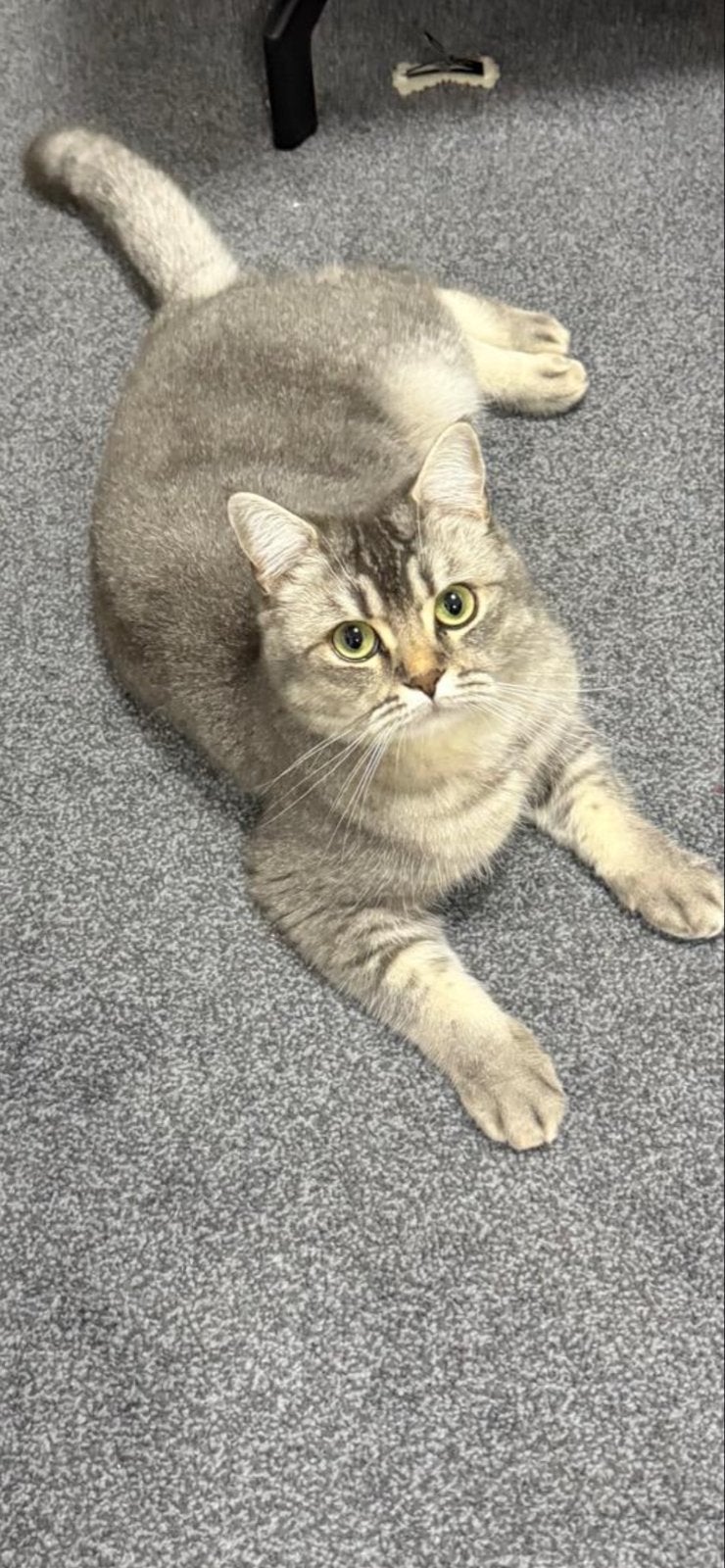 Britse Korthaar (BKH) kat van 2 jaar oud, Meerdere dieren