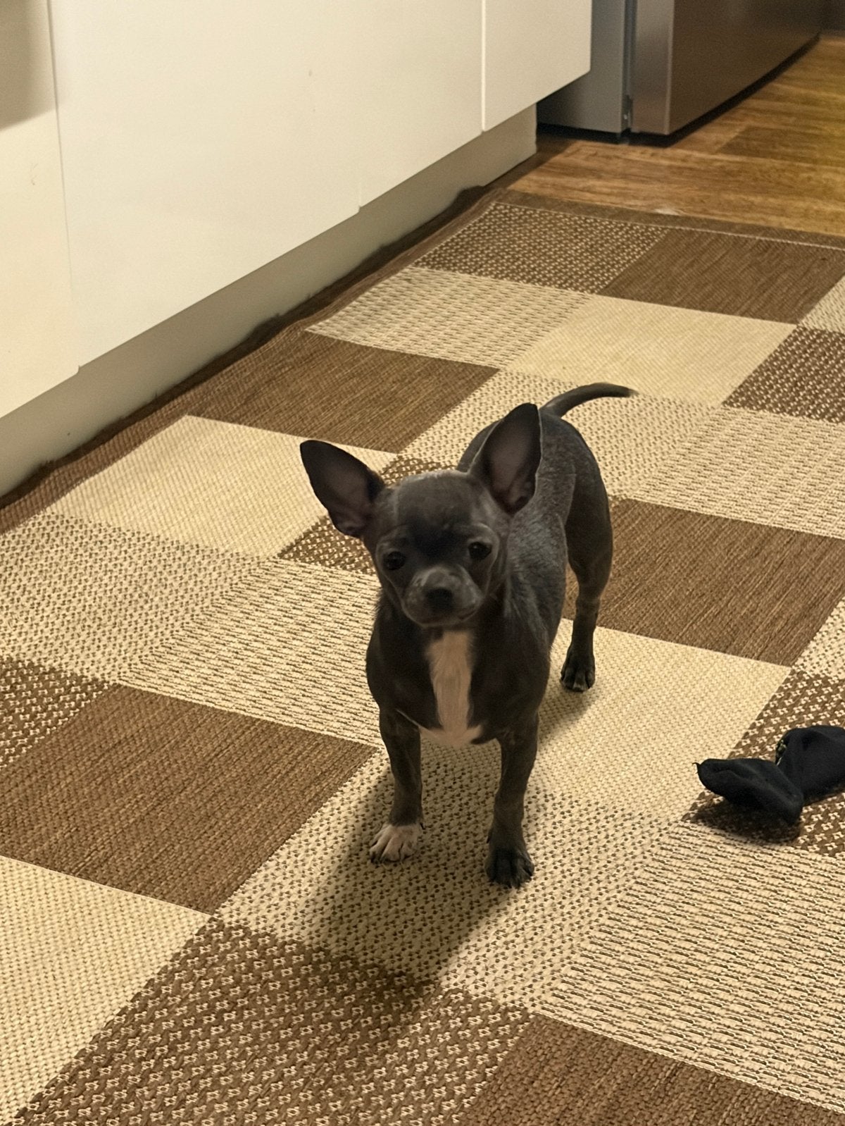 Prachtige Chihuahua, 15 weken tot 1 jaar, Teef, Eén hond, Chihuahua
