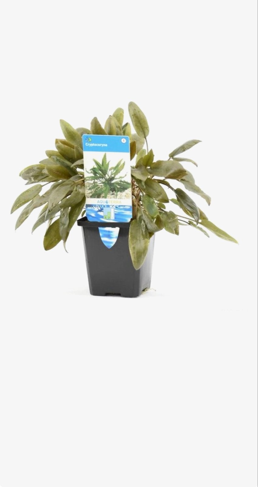 Cryptocoryne, Ophalen of Verzenden, Gebruikt, Plant(en), Steen of Hout