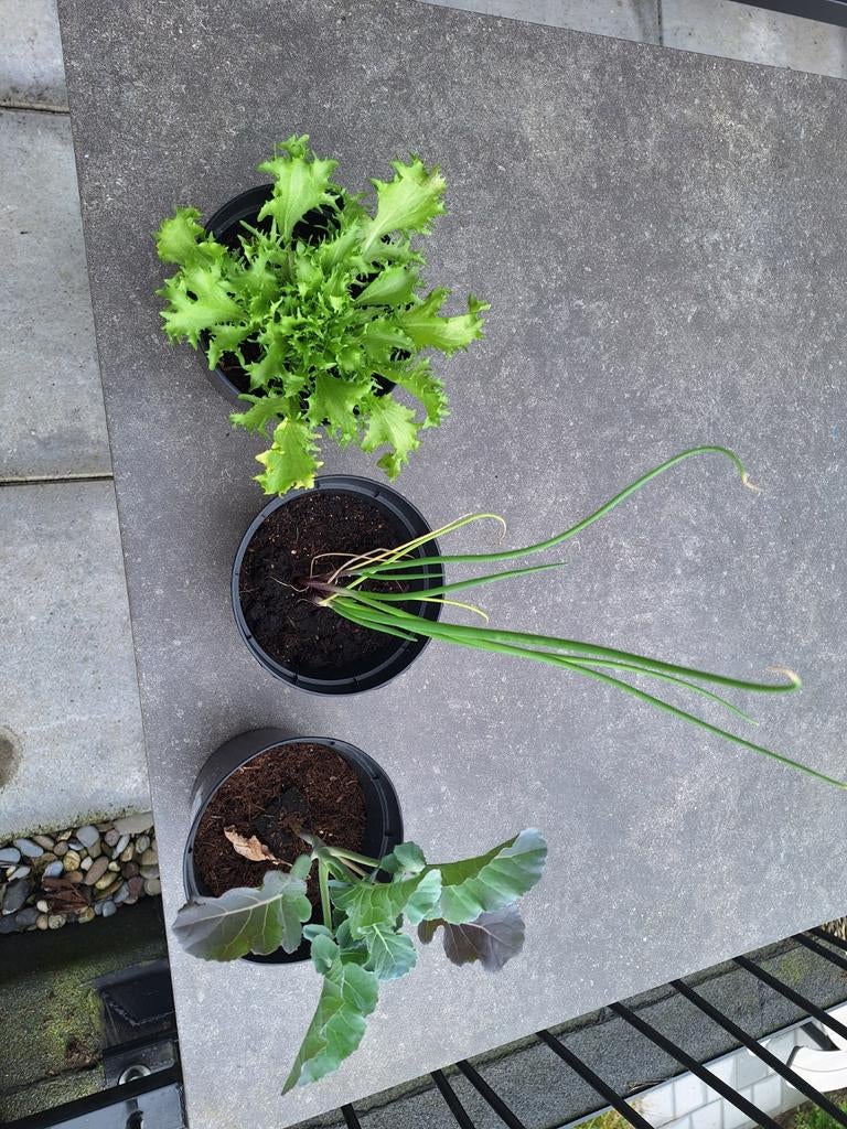 Groente Planten te koop, Ophalen, Eenjarig, Groenteplanten, Volle zon