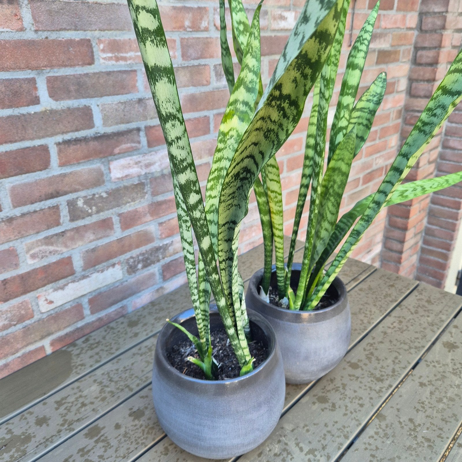 Groene sanseveria, Ophalen, Halfschaduw, Minder dan 100 cm