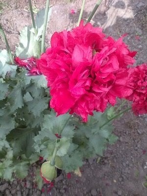 BIOLOGISCH ZAAD van dubbele roze/rode PAPAVER, Ophalen of Verzenden, Gehele jaar, Volle zon, Zaad
