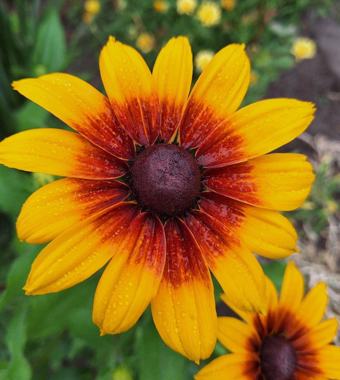 Rudbeckia hirta 'Gloriosa Daisies' zaden, Ophalen of Verzenden, Volle zon