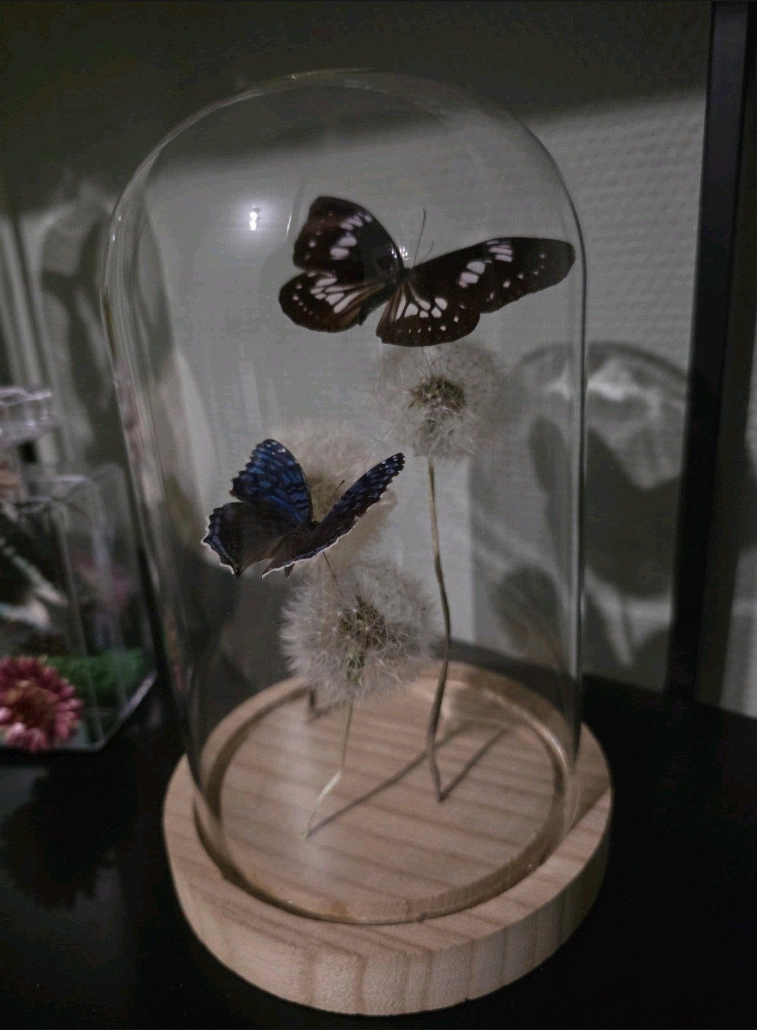 mooie stolp, Ophalen, Nieuw, Insect, Opgezet dier