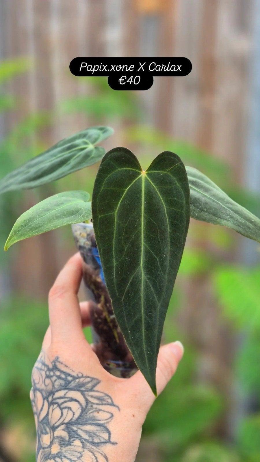 anthurium Papix.xone X Carlax, Ophalen of Verzenden, Halfschaduw, Minder dan 100 cm