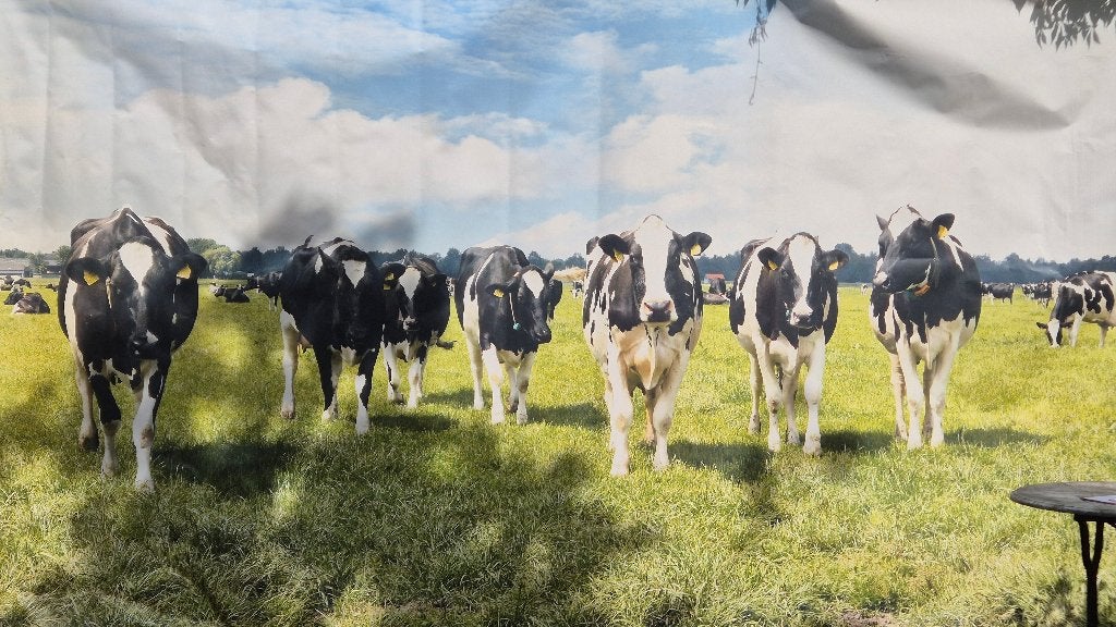 3 XXL buitendoeken koeien – 2,40 m hoog – ook los te koop, Tuin en Terras, Ophalen, Gebruikt