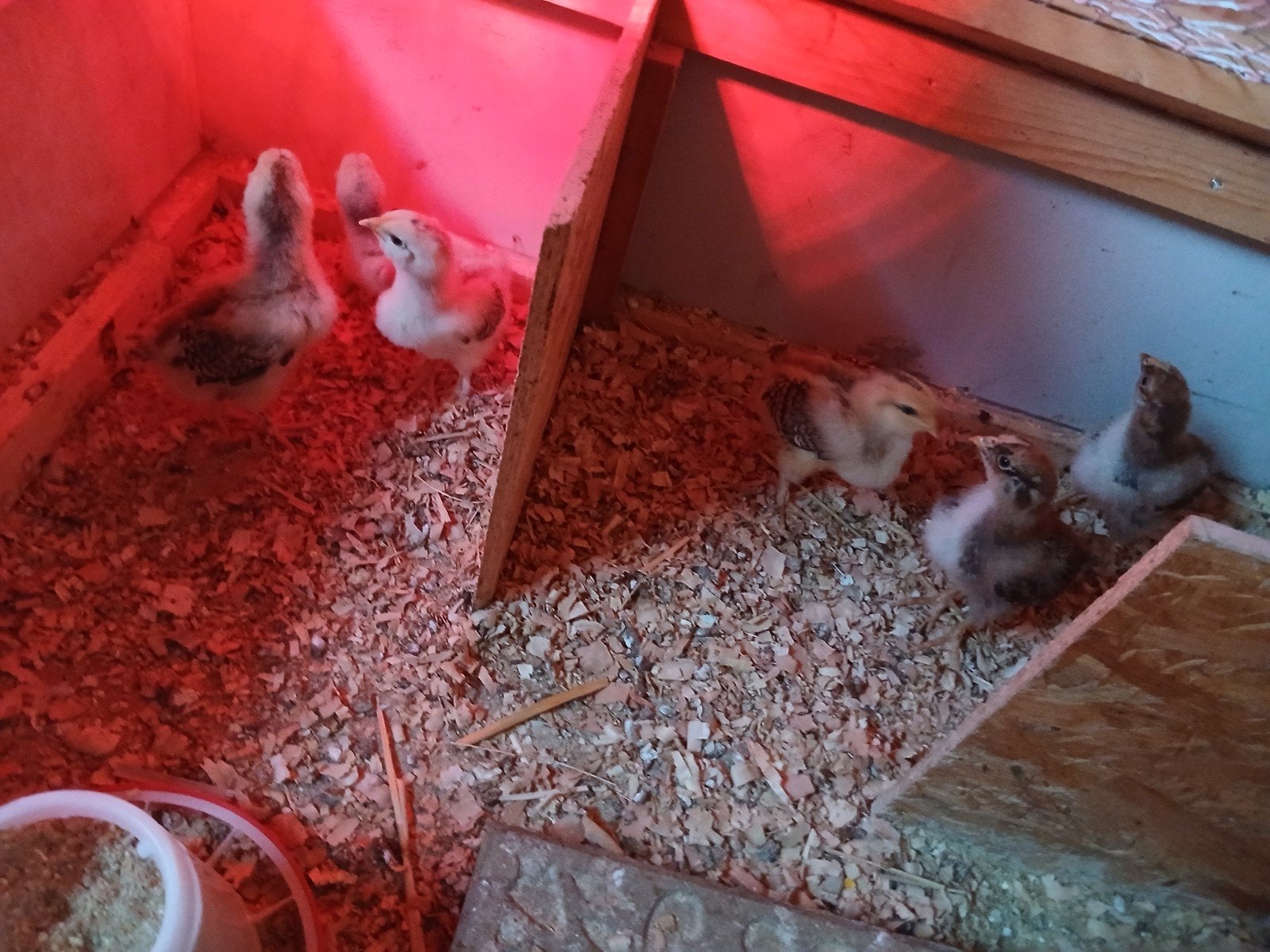6 faverolles kuikens, Dieren en Toebehoren, Geslacht onbekend, Kip