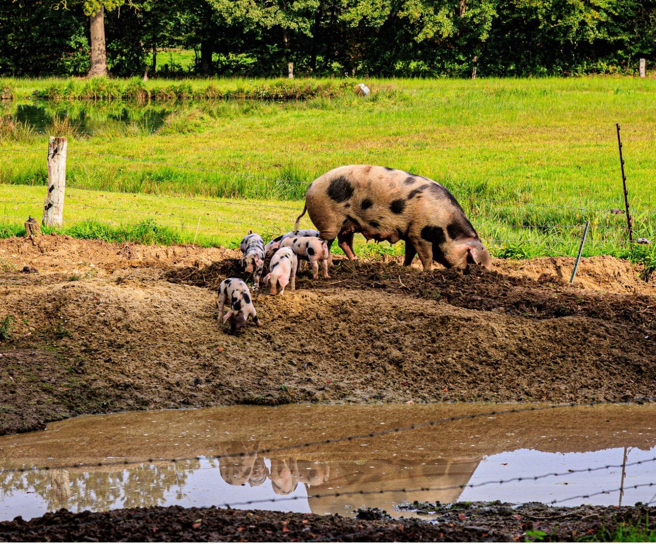 Bonte bentheimer varken biggen, Meerdere dieren, Varken