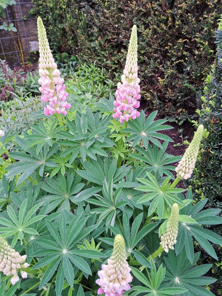 Lupine roze. Plantje. Alleen ophalen mogelijk., Tuin en Terras, Planten | Tuinplanten, Ophalen, Overige soorten, Halfschaduw