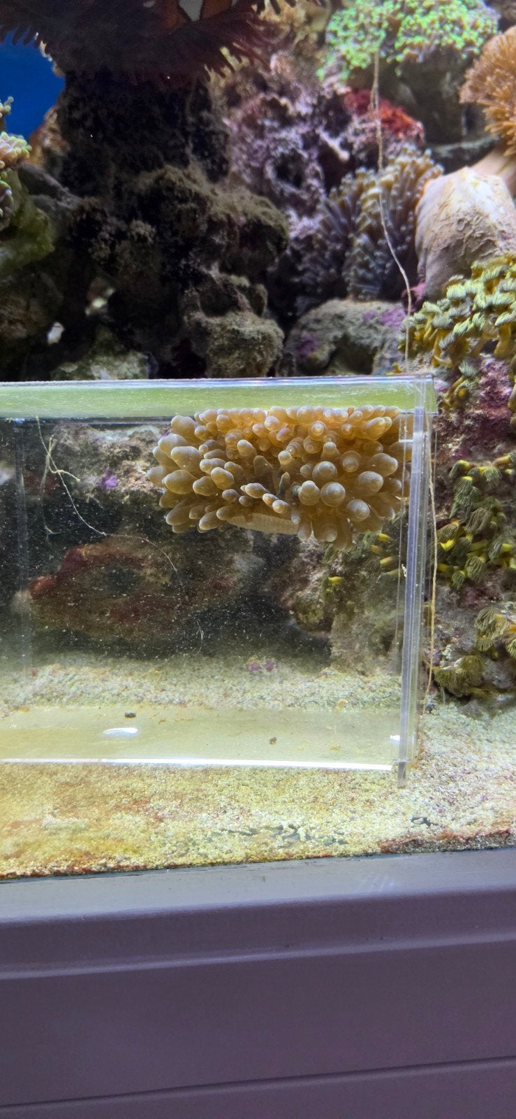 Mooie Bubbels Anemoon / Tepelanemoon (Entacmaea quadricolor), Dieren en Toebehoren, Vis, Zoutwatervis