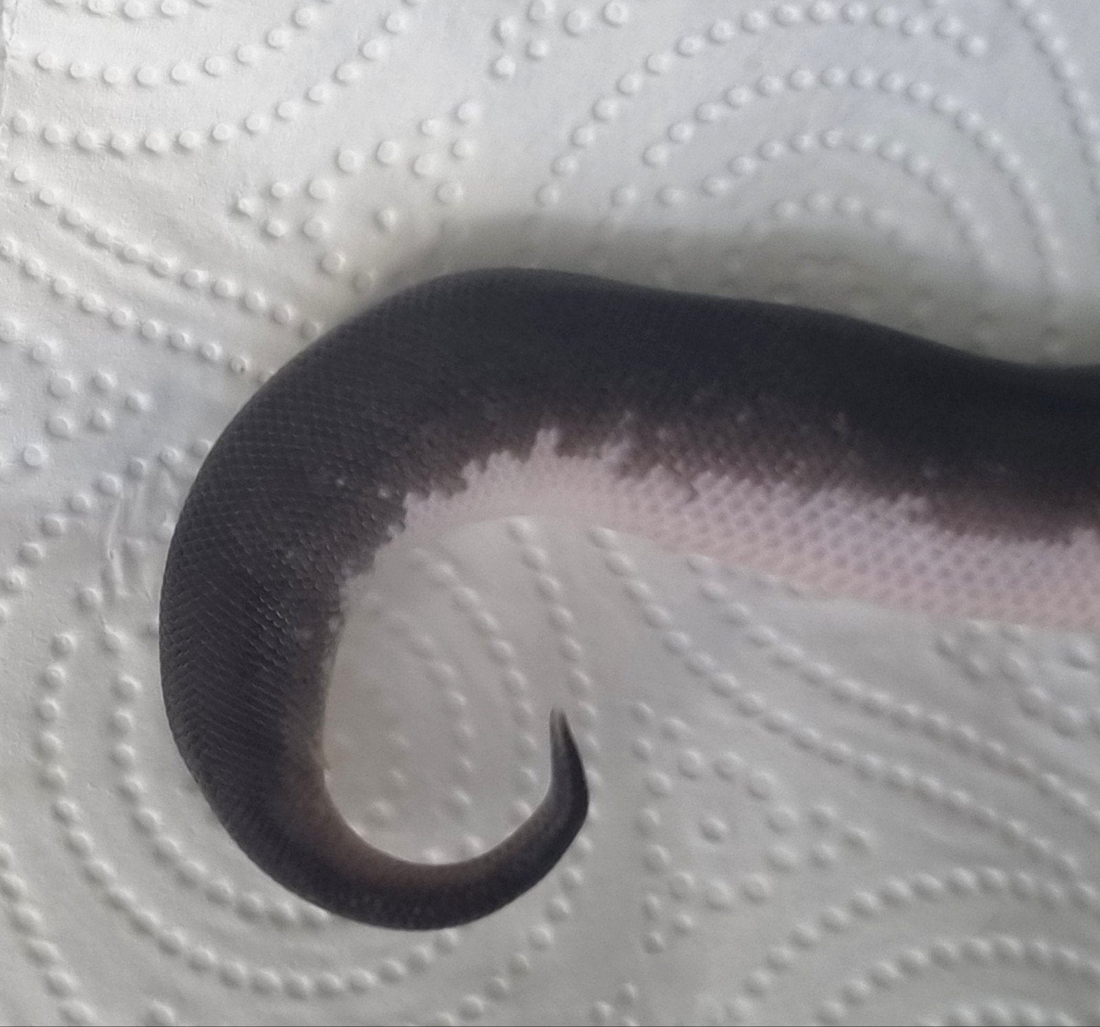 1.0 8 ball ( clown , spotnose , gravel ) koningspython Ball Python photo 3