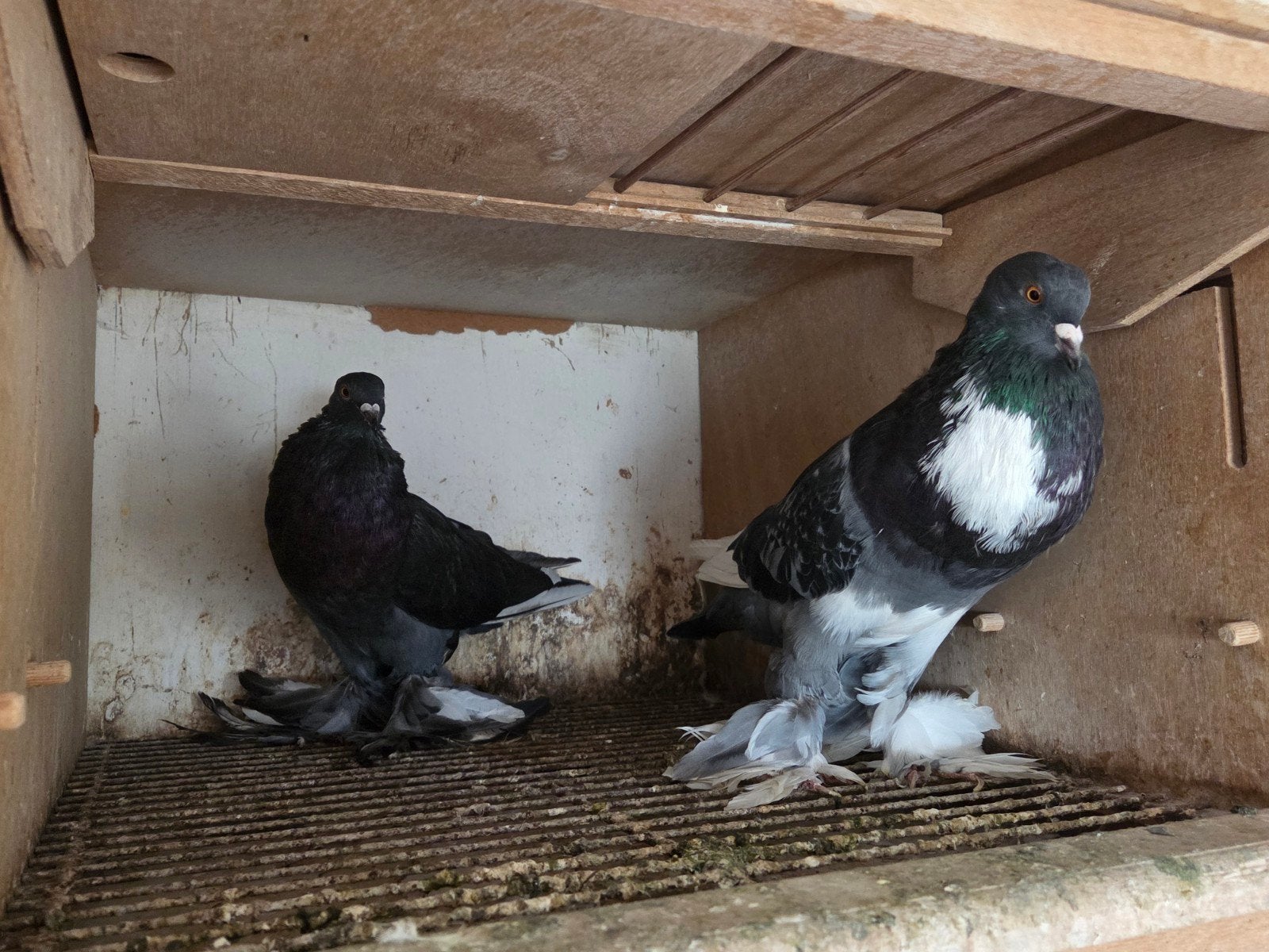 Hollandse kroppers, Dieren en Toebehoren