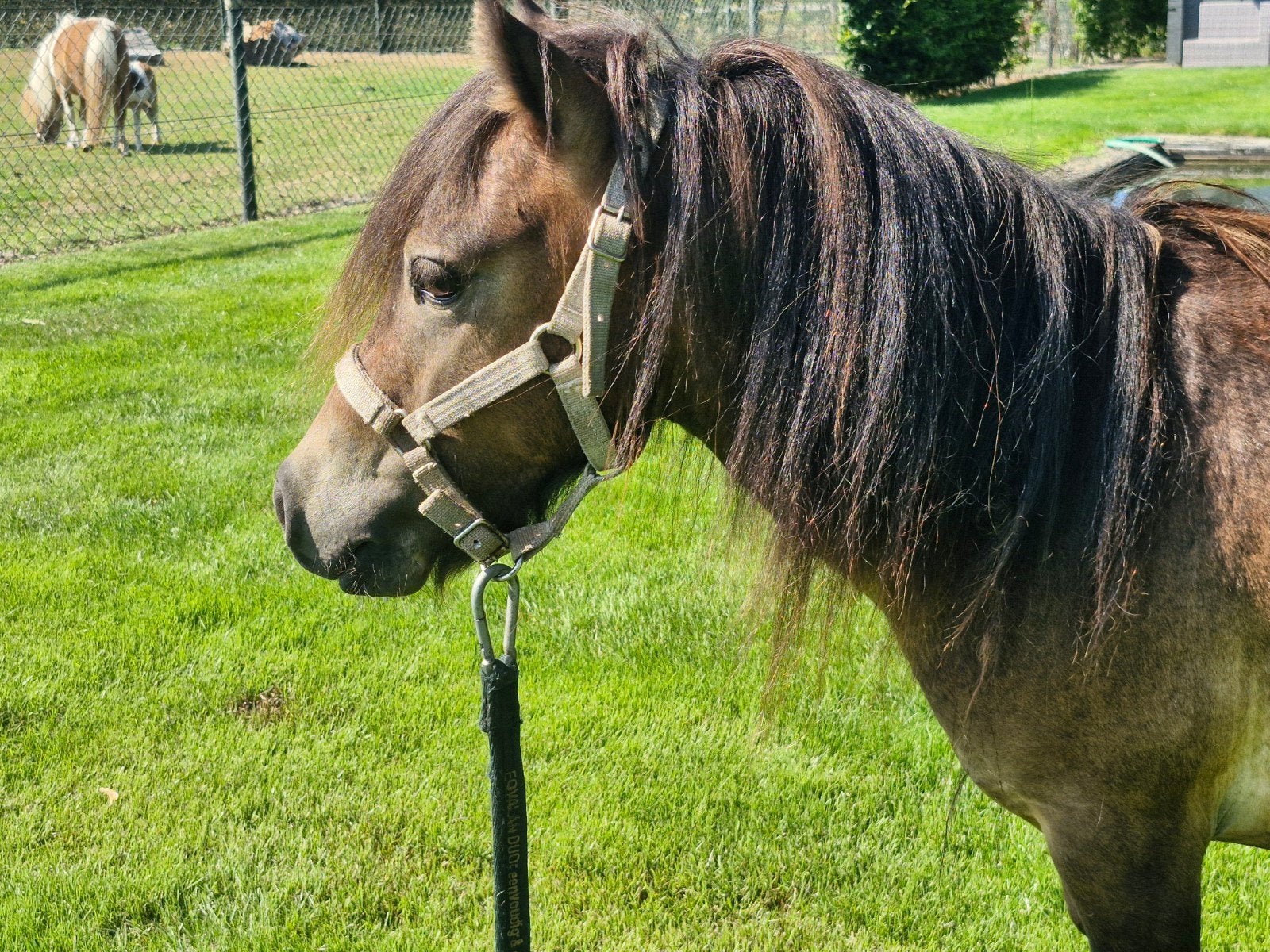 Mini hengstje, Dieren en Toebehoren, Hengst, A pony (tot 1.17m), 3 tot 6 jaar