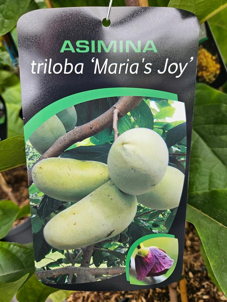 Asimina triloba ' Maria's Joy ' / pawpaw / eetbare vruchten, Tuin en Terras, Planten | Bomen, Lente, 250 tot 400 cm, Ophalen, Volle zon