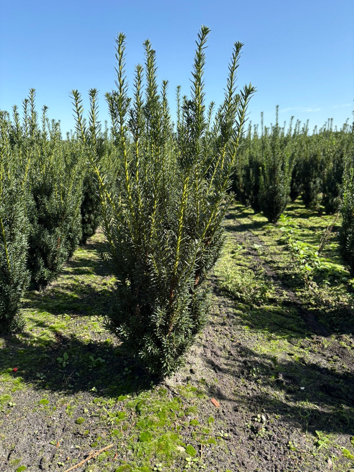 Taxus media hillii kluiten venijnboom, Bloeit niet, Halfschaduw, Minder dan 100 cm, Overige soorten