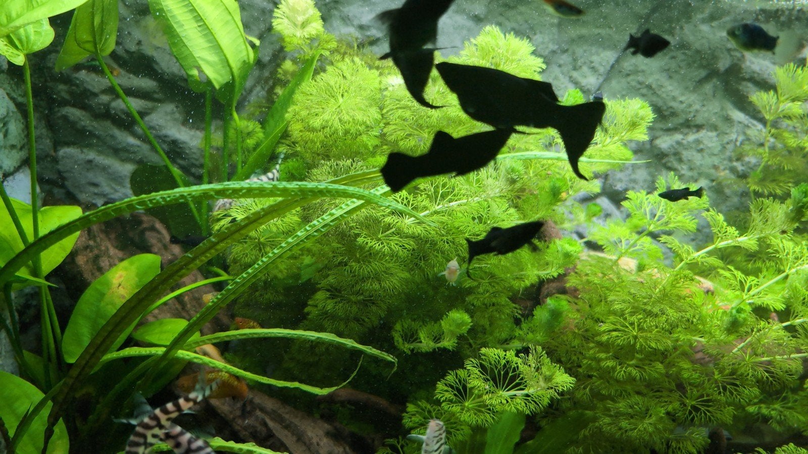 Black Molly's, Dieren en Toebehoren, Vis
