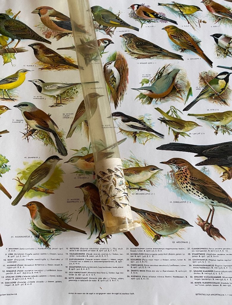Poster "Zangvogels", Ophalen of Verzenden, Nieuw, A1 t/m A3, Dier of Natuur