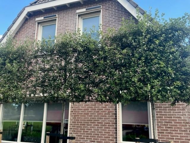 NIEUW!!! Leiboom Steeneik in diverse maten, Tuin en Terras, Planten | Bomen, Volle zon, Bloeit niet, Leiboom, Ophalen of Verzenden