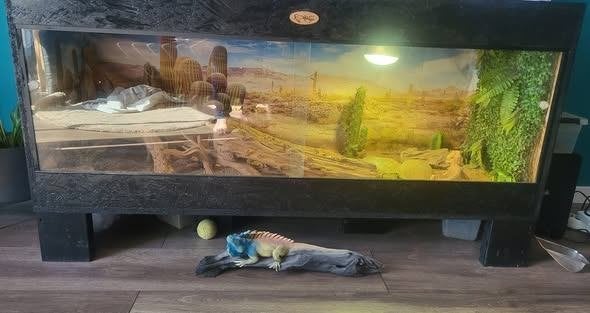 Baardagame met terrarium en inhoud, Dieren en Toebehoren, Reptielen en Amfibieën, Hagedis, 3 tot 6 jaar, Met terrarium