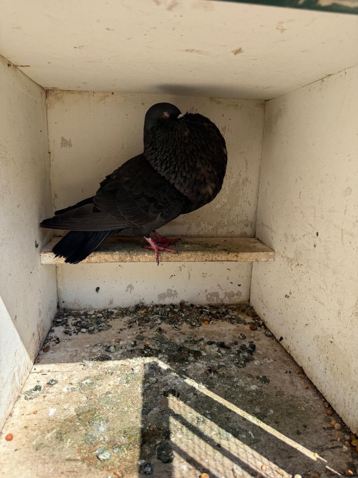 Gaditano, Dieren en Toebehoren, Vogels | Overige Vogels