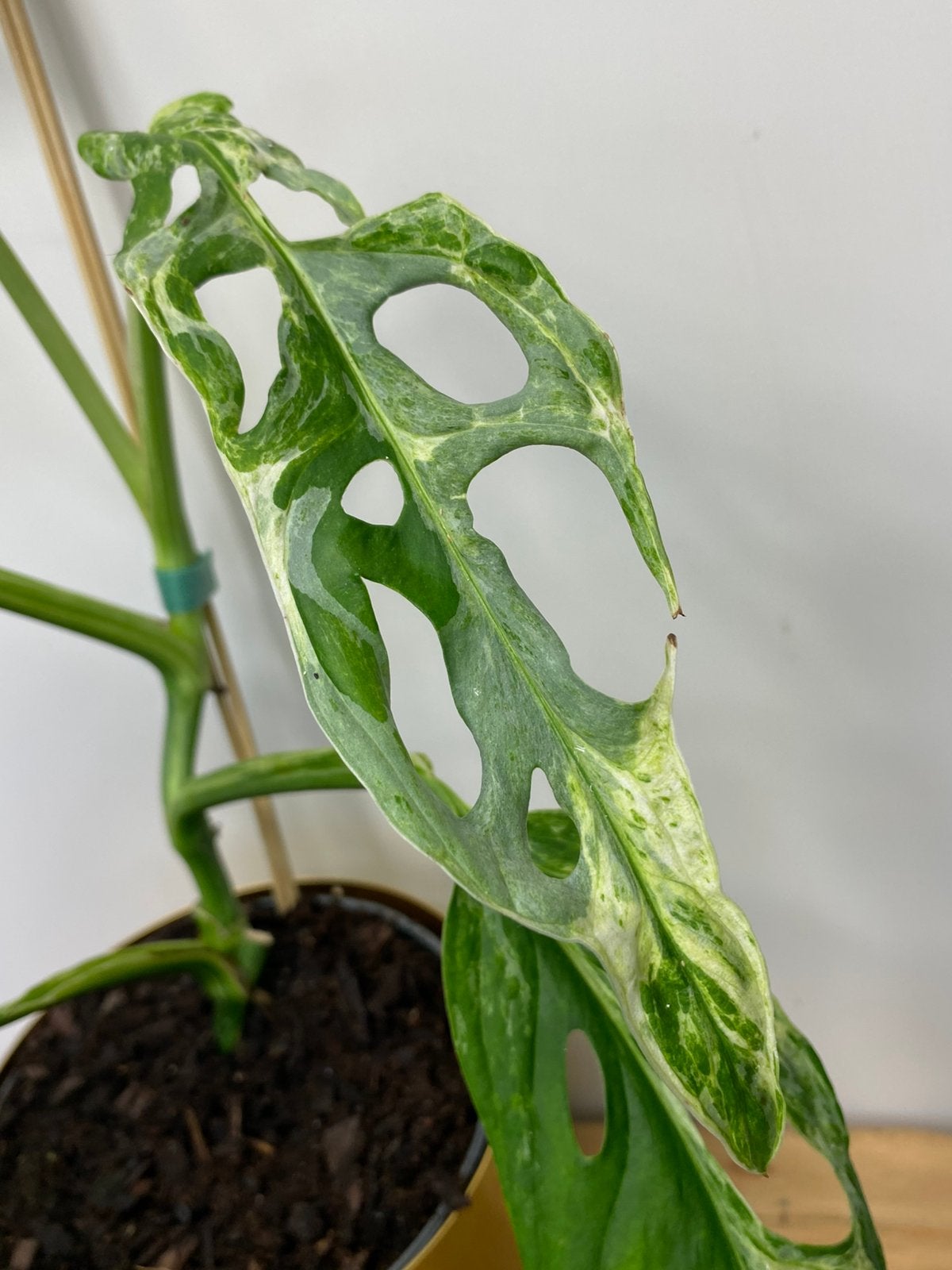Monstera Adansonii Indonesian Marble Variegata, Ophalen of Verzenden, Halfschaduw, Minder dan 100 cm