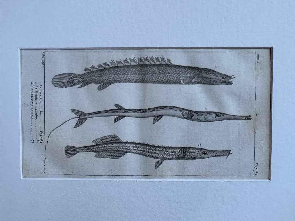 O U D 1812 - vissen gravure - 200+ jaar oud - P0853-04, Antiek en Kunst, Kunst | Etsen en Gravures, Ophalen of Verzenden, Ets