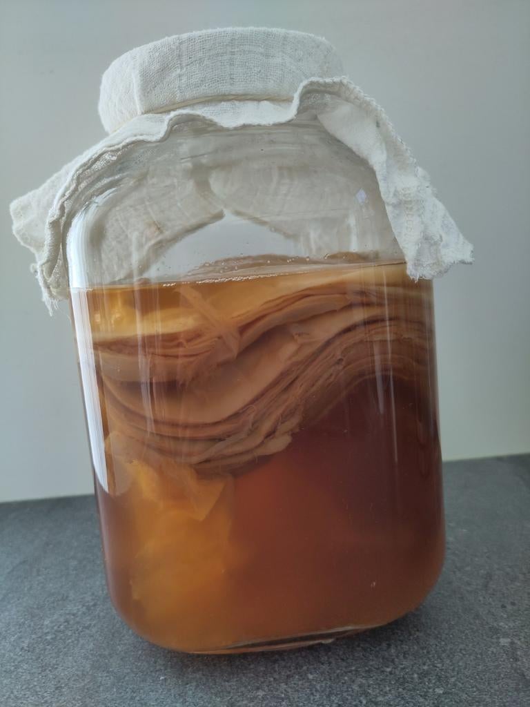 Kombucha SCOBY, Diversen, Levensmiddelen, Ophalen