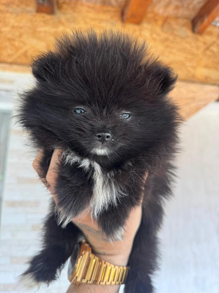 Prachtige mini pomeriaan pups ( bear face ), Dieren en Toebehoren, België, Particulier, Keeshond, 8 tot 15 weken