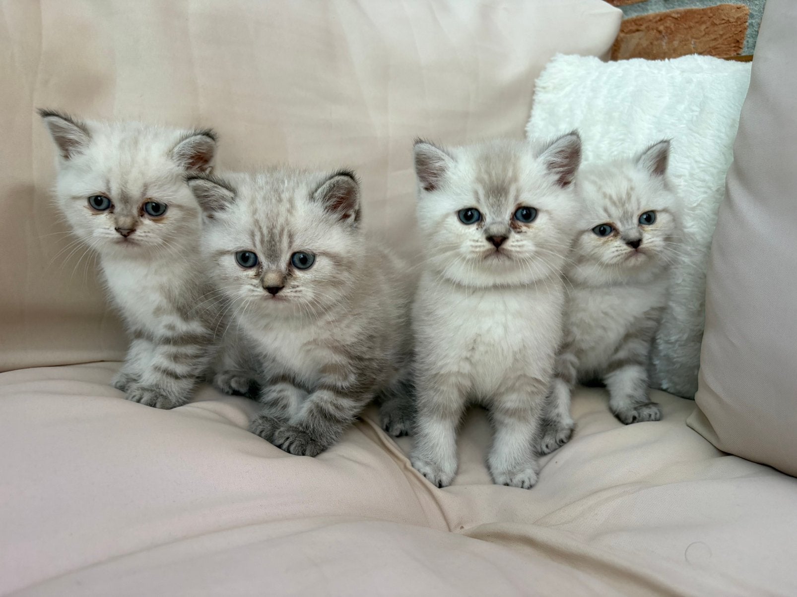 Raszuivere Britse Korthaar kittens, Dieren en Toebehoren, Katten en Kittens | Dekkaters, 0 tot 2 jaar