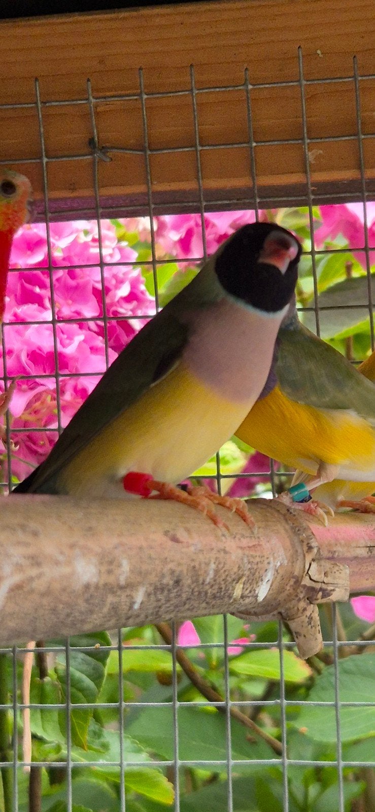 Prachtig koppel gouldamadine  zwartkop pop en pastel man, Dieren en Toebehoren, Meerdere dieren