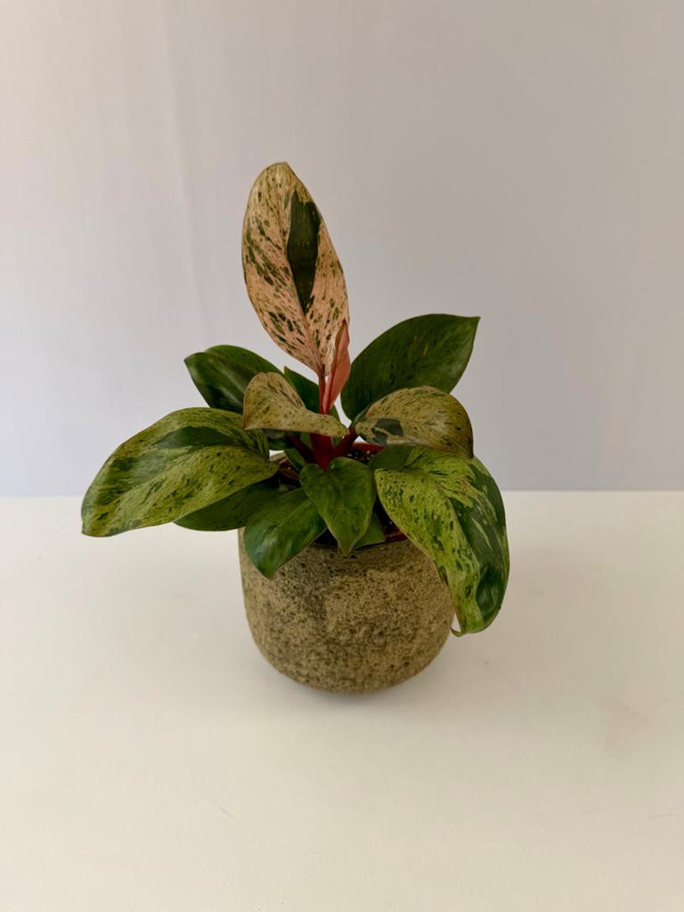 Philodendron Red Congo Dwarf Variegated p12, Huis en Inrichting, Kamerplanten, Overige soorten, In pot, Minder dan 100 cm, Groene kamerplant