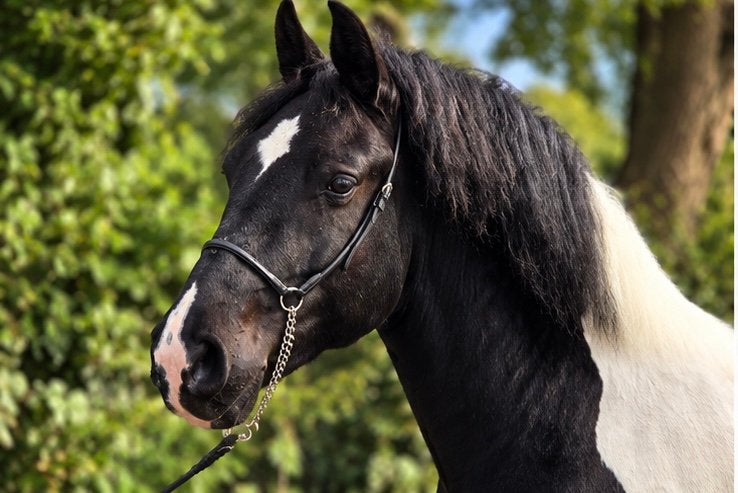 Mooi getekende merrie, Dieren en Toebehoren, Merrie, B, 160 tot 165 cm, Recreatiepaard