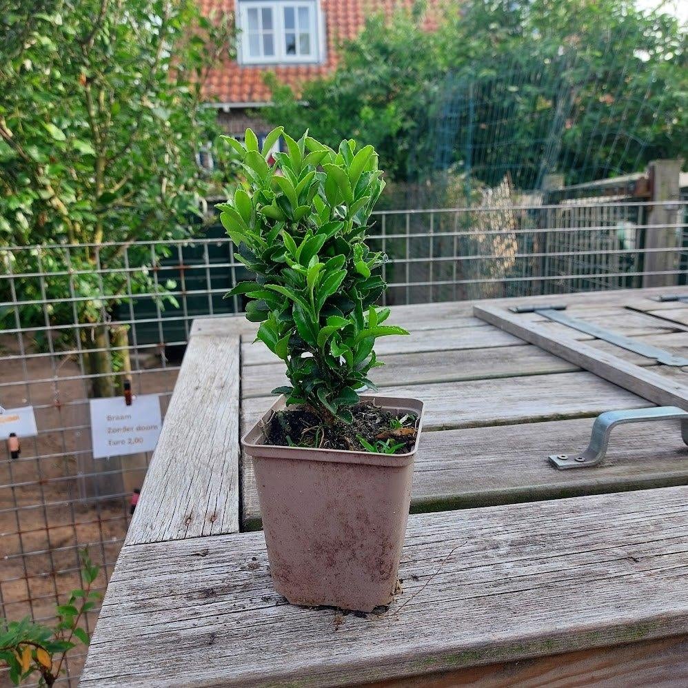 Euonymus green spire(Beste buxus vervanger), Ophalen, Overige soorten, Haag, Minder dan 100 cm