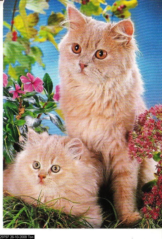 Ansichtkaart	Poes, Verzenden, 1960 tot 1980, Ongelopen, Hond of Kat