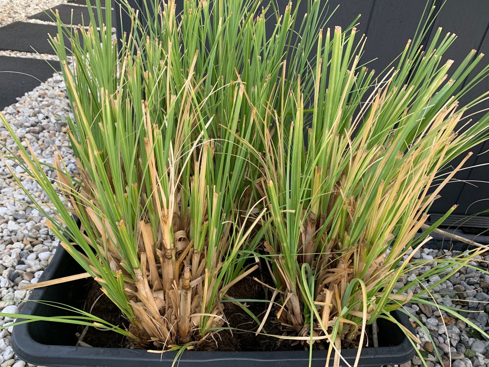 Pampasgras.Cortaderia.9 stuks.Gesnoeid.Gestoken. Derdejaars., Ophalen, Overige soorten, Volle zon
