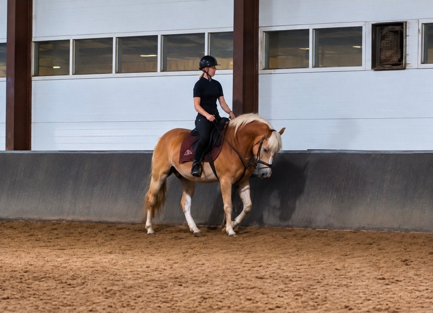 Te koop: Nico van de Bakkershoeve – leergierige Haflinger

V, E pony (1.48m - 1.57m), Ruin, 3 tot 6 jaar, Recreatiepony