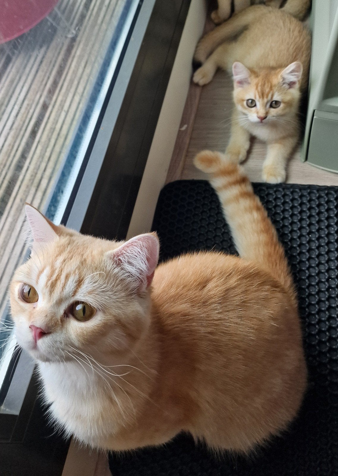 Britse Korthaar | lilac - black - chocolate golden | 🐱, Meerdere dieren, Ontwormd, 0 tot 2 jaar