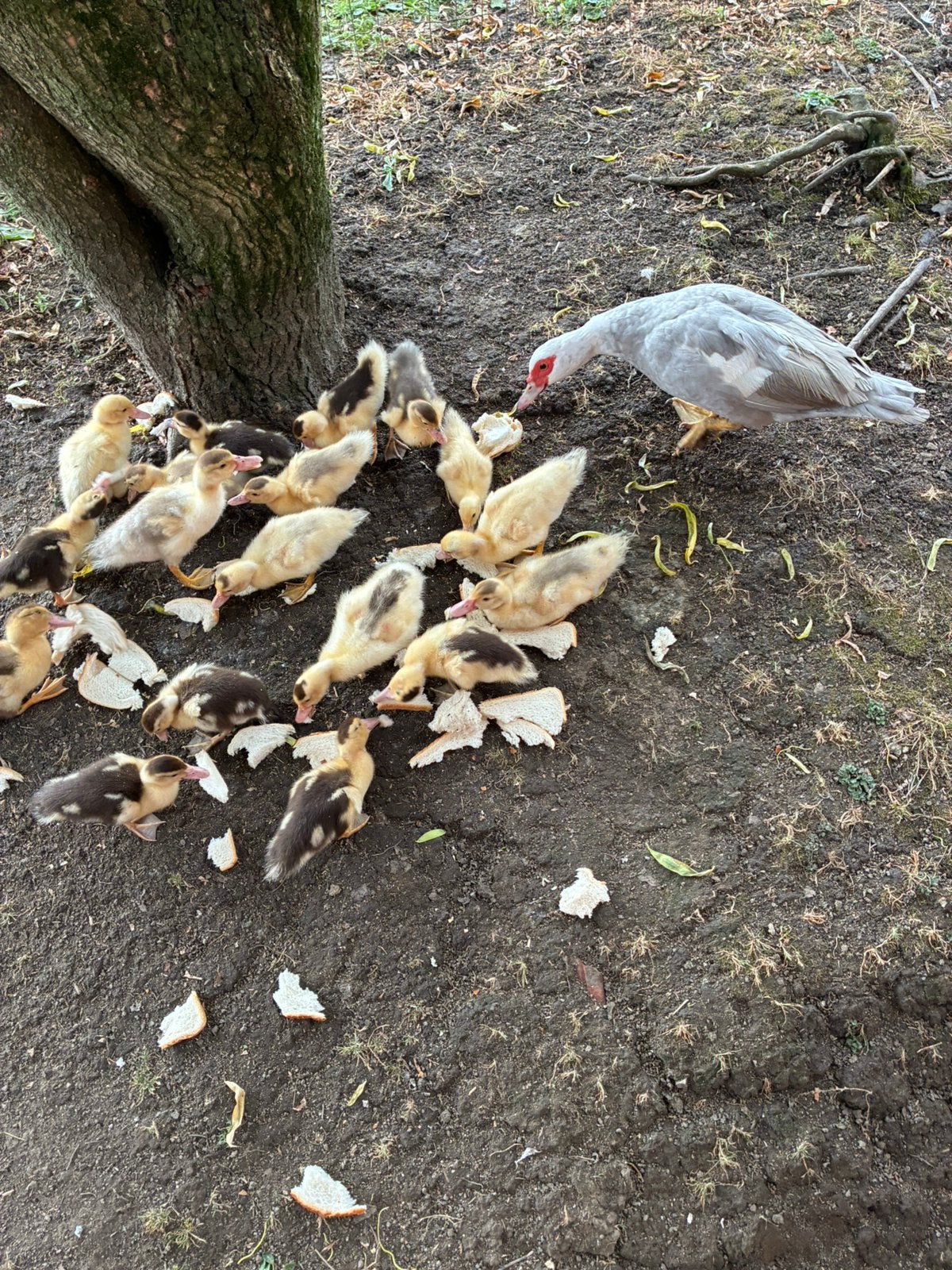 Muskuseenden, Dieren en Toebehoren, Pluimvee, Meerdere dieren, Kip