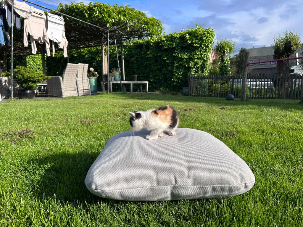 4 Super lieve lapjes kittens, mooi getekend, Dieren en Toebehoren, Meerdere dieren