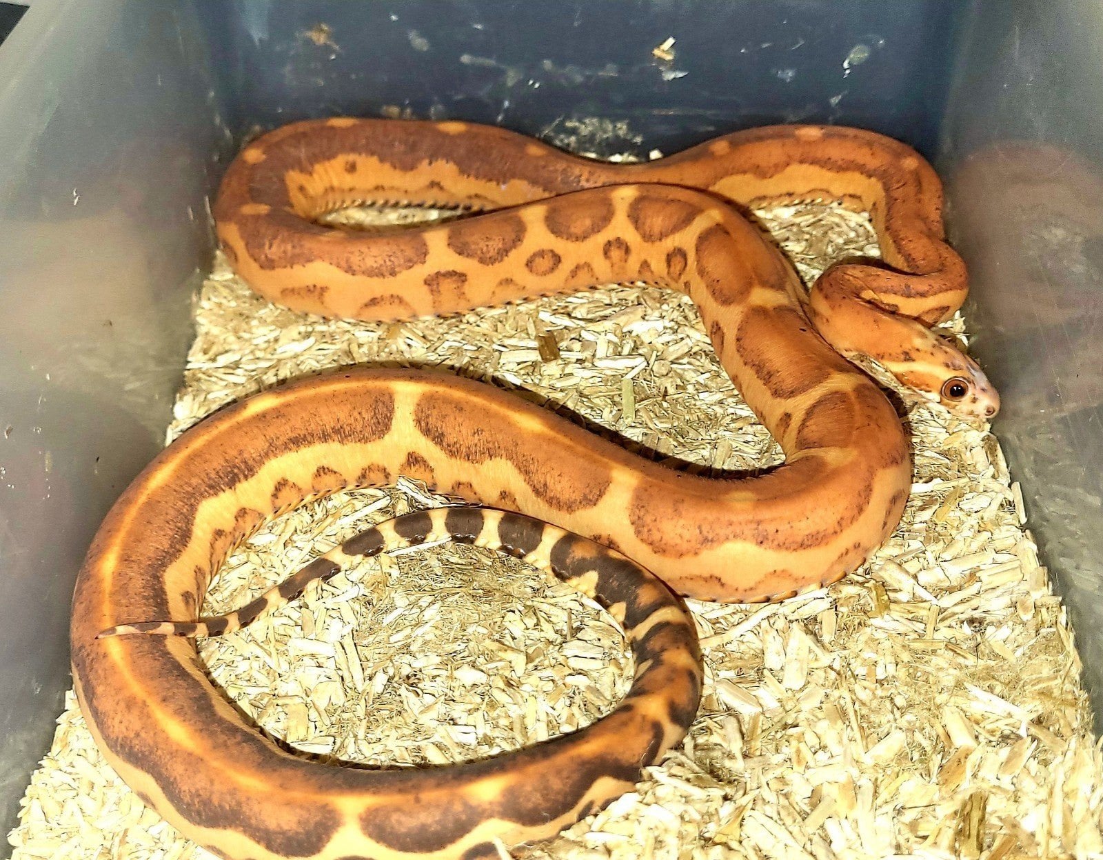 Pantherophis guttatus scaleless koppel Corn Snake photo 2