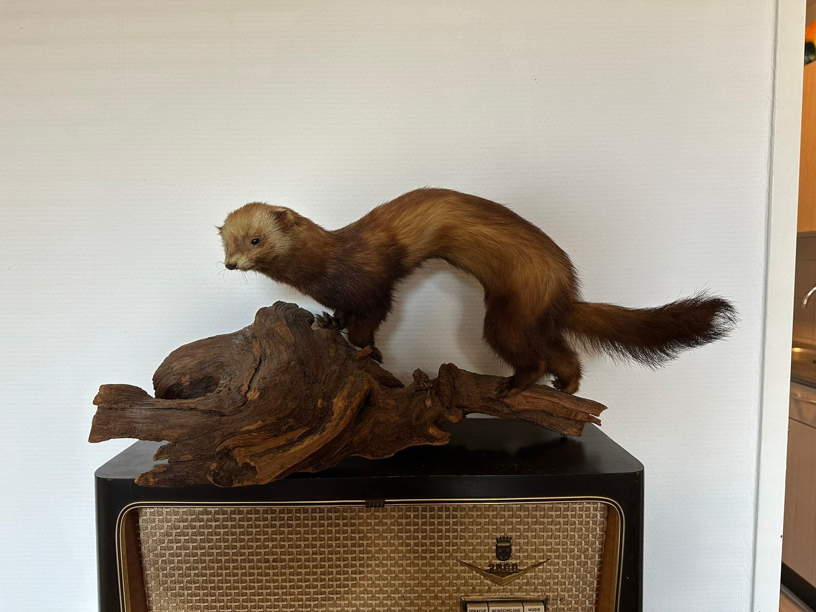 Opgezette bunzing op hout taxidermie, Verzamelen, Dierenverzamelingen, Ophalen of Verzenden, Wild dier, Opgezet dier