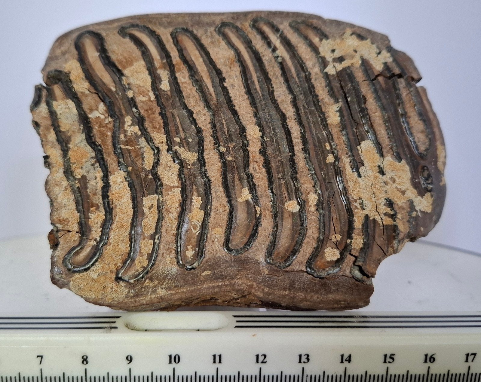 Mammoet kies (M2) - Waddenzee, Weichselien, Ophalen of Verzenden, Fossiel