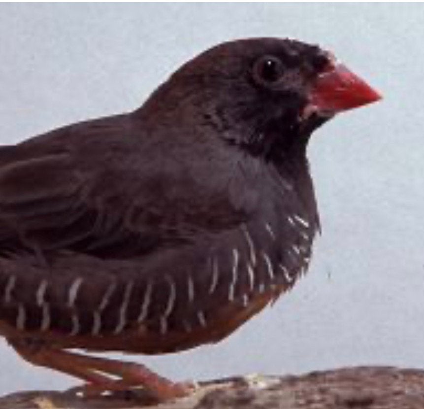 patrijsastrildes, Dieren en Toebehoren, Meerdere dieren, Tropenvogel