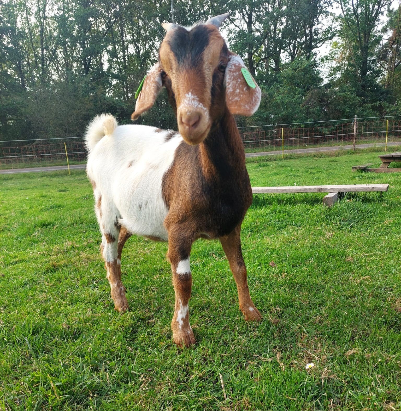 lief geitje, Vrouwelijk, Geit, 0 tot 2 jaar
