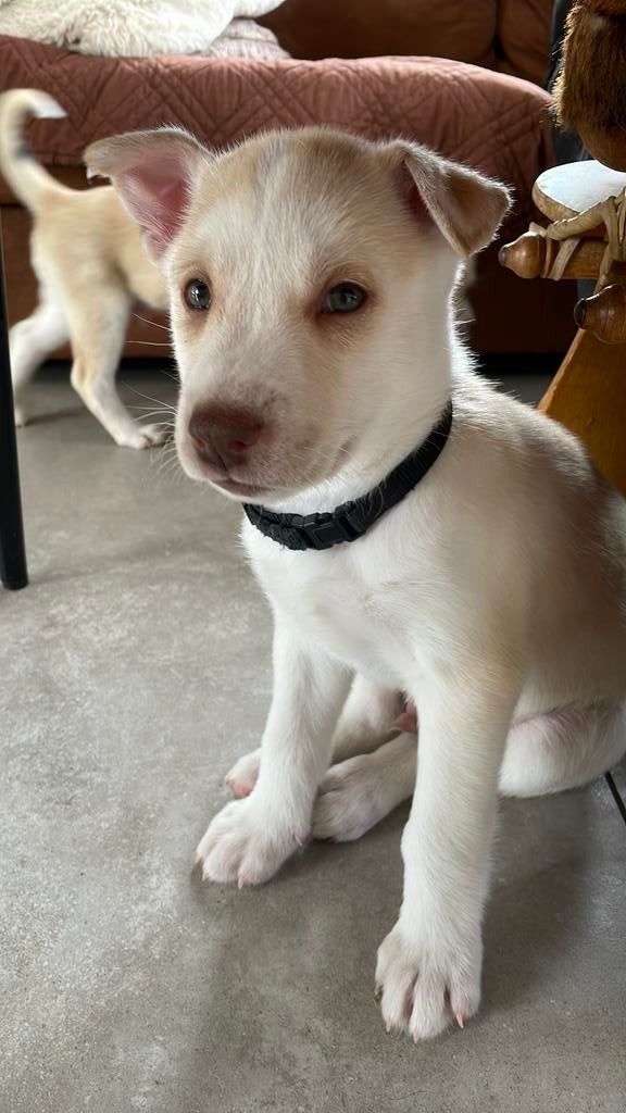 Kruizing husky pups zoeken een warm thuis, Dieren en Toebehoren, Honden | Niet-rashonden, Parvo, 8 tot 15 weken, Groot, Meerdere