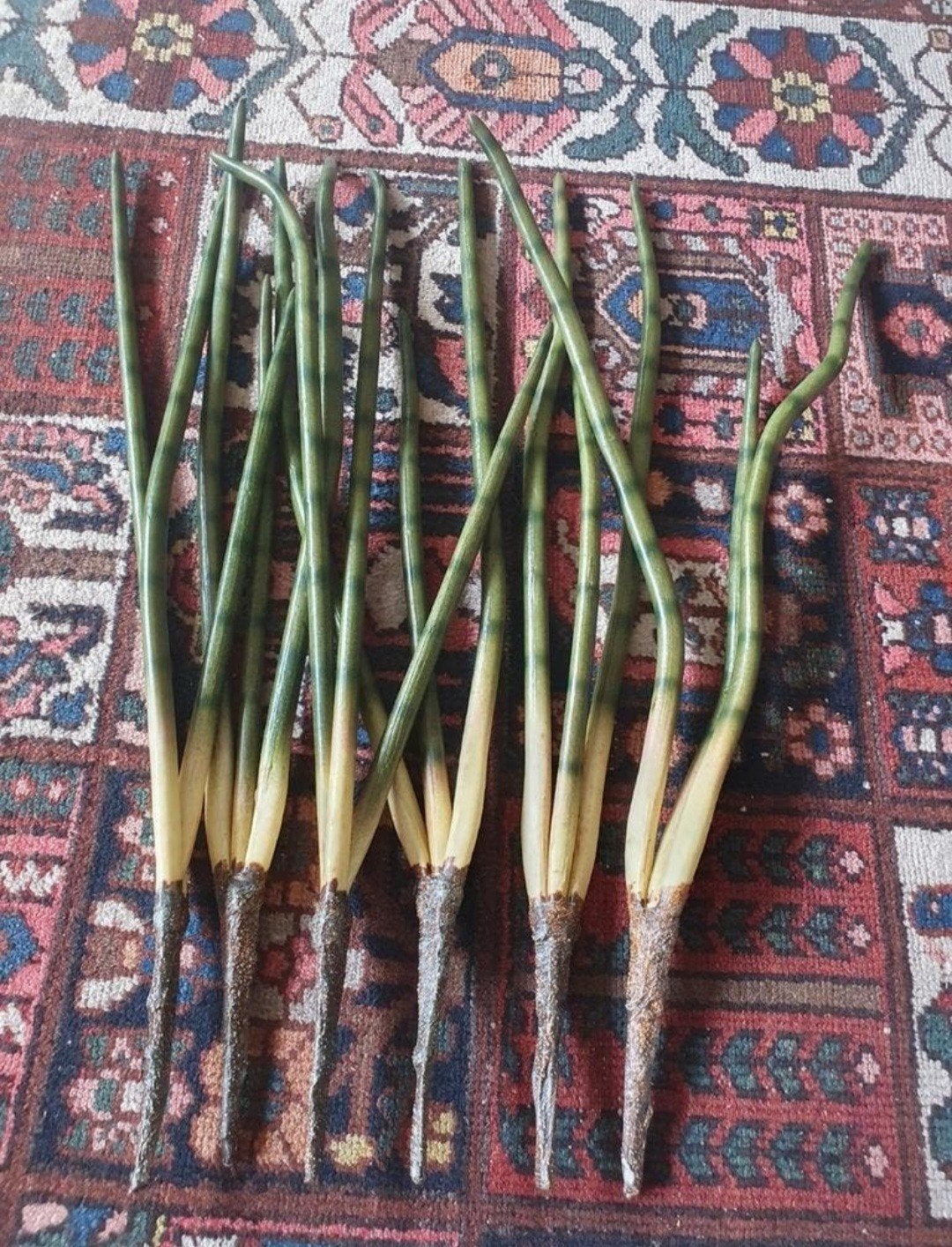 6 takken kunst sanseveria's, Ophalen of Verzenden, Zo goed als nieuw