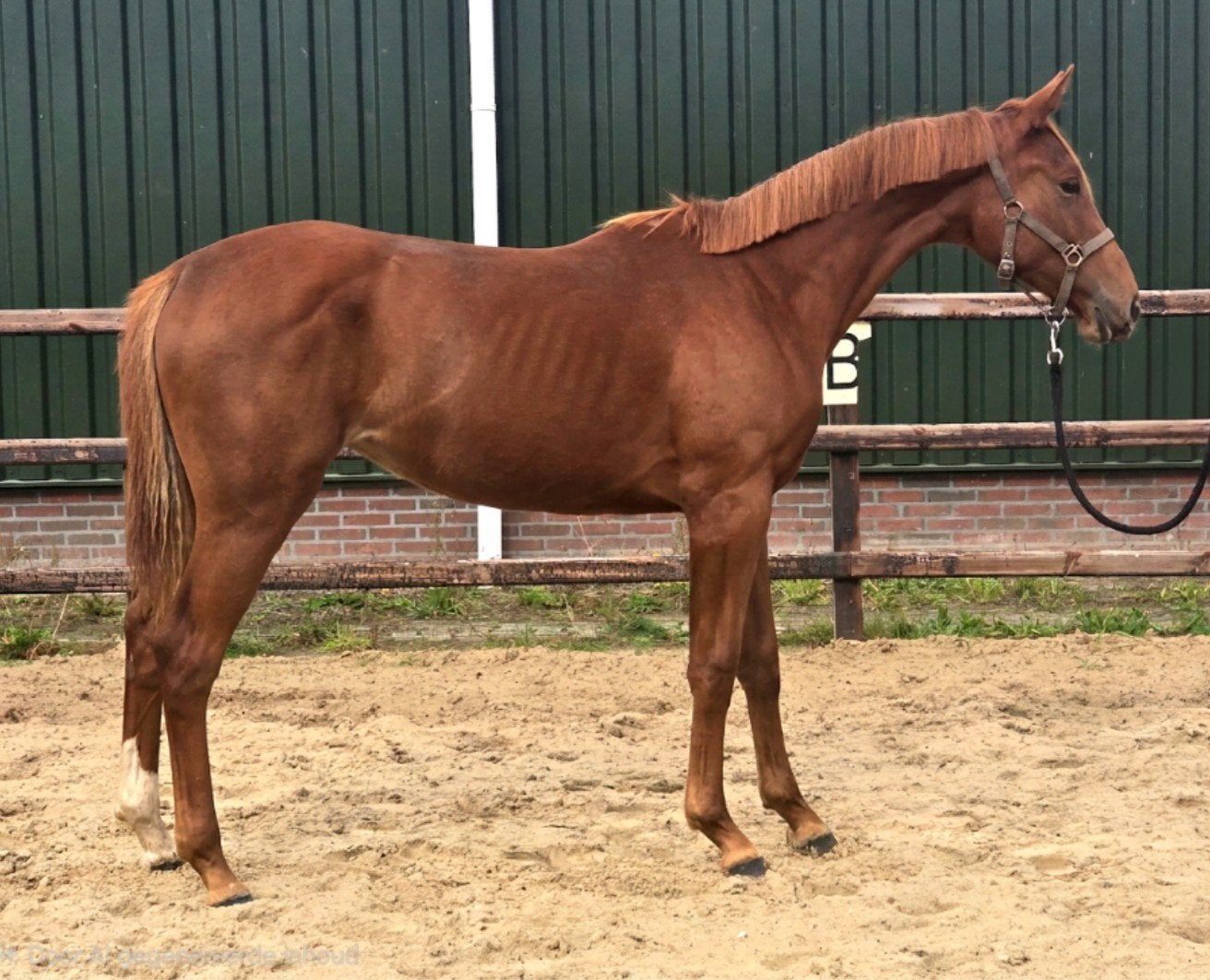 Prachtige jaarling merrie van extreme us, Dieren en Toebehoren, Merrie, Met stamboom, Niet van toepassing, Dressuurpaard