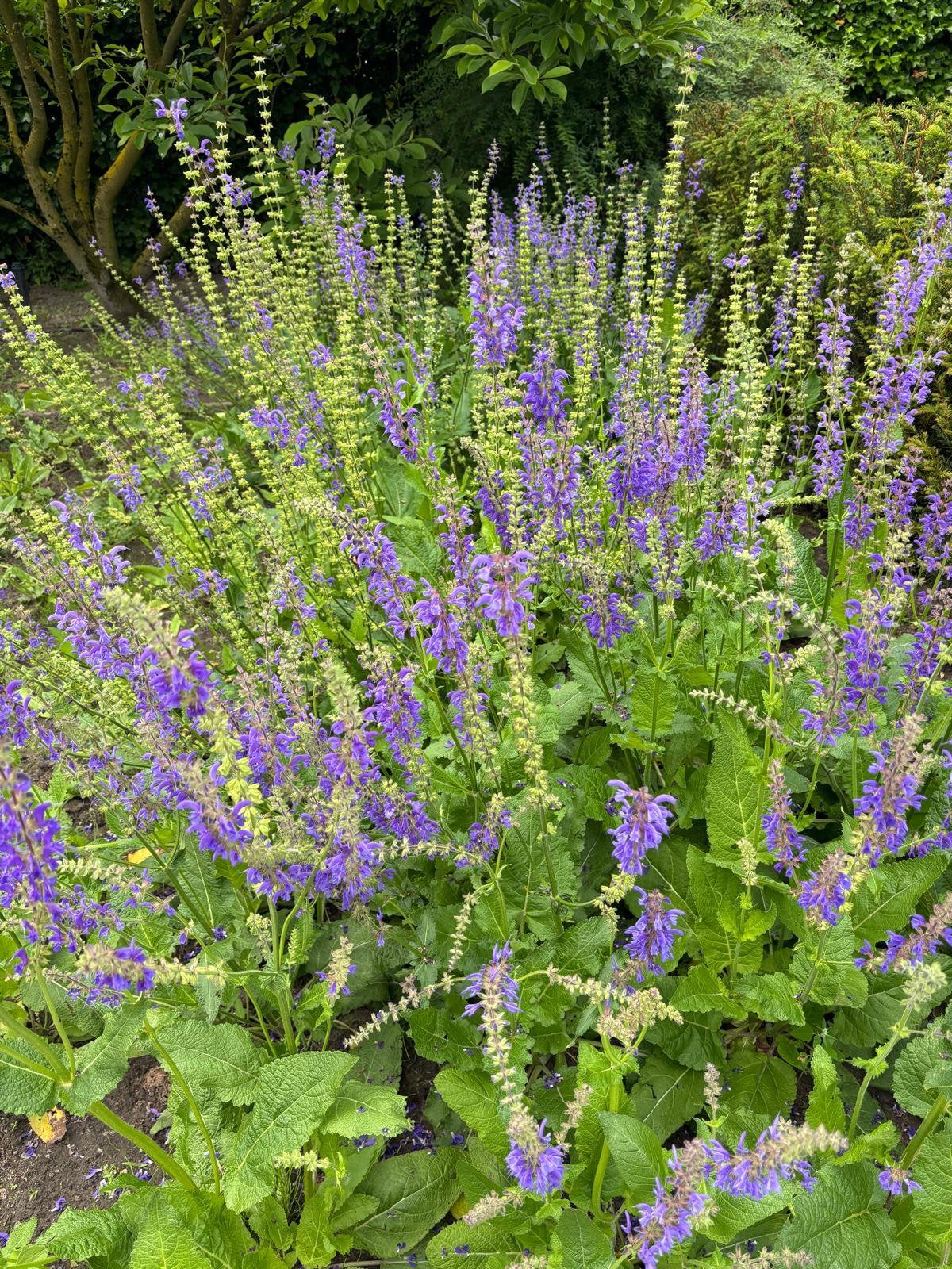 Salvia Pratensis / veldsalie, Volle zon, Vaste plant, Lente, Ophalen